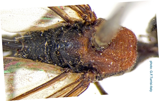 Pristaulacus_thoracicus_Holotype_mesosoma_dorsal_Turrisi