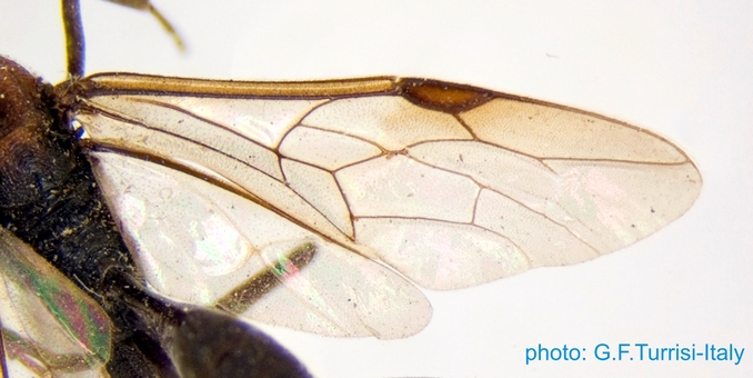 Pristaulcus_thoracicus_Holotype_wings_Turrisi