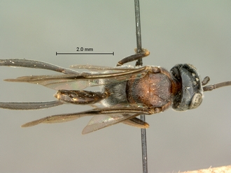 Zeuxevania_sp_SAM-HYM-P009156_habitus_dorsal