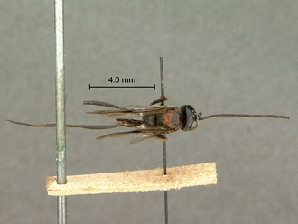 Zeuxevania_sp_SAM-HYM-P009156_habitus_dorsal