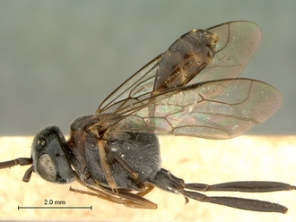 Zeuxevania_sp_SAM-HYM-P009156_habitus_lateral