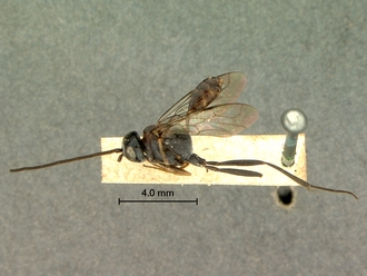 Zeuxevania_sp_SAM-HYM-P009156_habitus_lateral