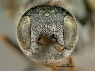 Zeuxevania_sp_SAM-HYM-P009156_head_frontal