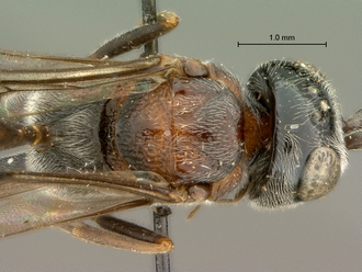 Zeuxevania_sp_SAM-HYM-P009156_head_mesosoma_dorsal