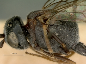 Zeuxevania_sp_SAM-HYM-P009156_head_mesosoma_lateral