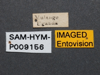 Zeuxevania_sp_SAM-HYM-P009156_labels
