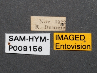 Zeuxevania_sp_SAM-HYM-P009156_labels