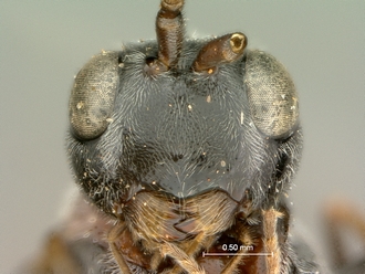 Zeuxevania_sp_SAM-HYM-P009156_mandibles