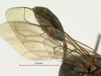 Zeuxevania_sp_SAM-HYM-P009156_wing