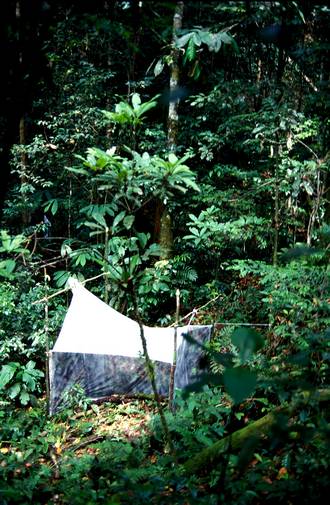 Mounts_Doudou_Gabon