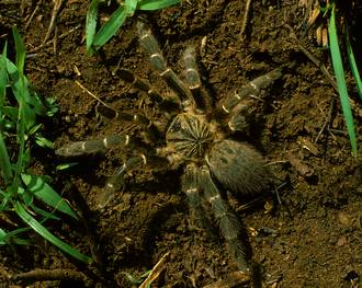 Pterinochilus_murinus