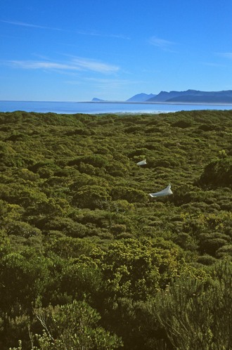 Walker_Bay_Nature_Reserve