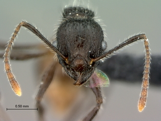 Tetramorium_aculeatum_SAM-HYM-C024752_head