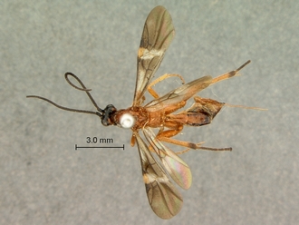 Cremnops_obsolescens_SAM-HYM-P002225_habitus_dorsal