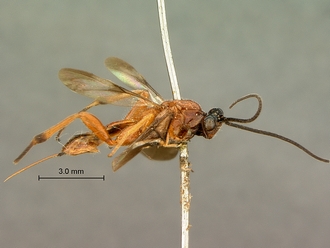 Cremnops_obsolescens_SAM-HYM-P002225_habitus_lateral