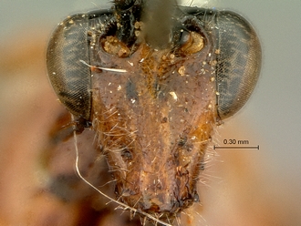 Cremnops_obsolescens_SAM-HYM-P002225_head_frontal