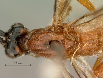 Cremnops_obsolescens_SAM-HYM-P002225_head_mesosoma_dorsal