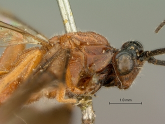 Cremnops_obsolescens_SAM-HYM-P002225_head_mesosoma_lateral