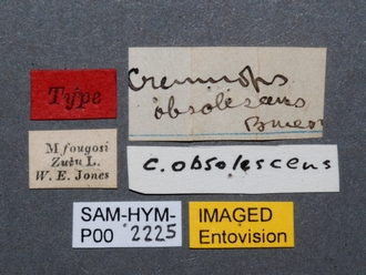 Cremnops_obsolescens_SAM-HYM-P002225_labels