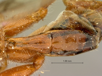 Cremnops_obsolescens_SAM-HYM-P002225_metasoma_dorsal