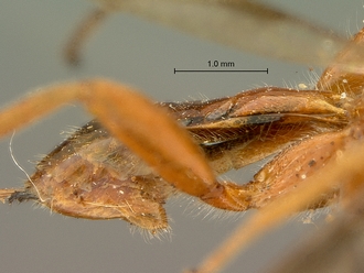Cremnops_obsolescens_SAM-HYM-P002225_metasoma_lateral
