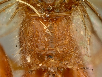 Cremnops_obsolescens_SAM-HYM-P002225_propodeum_dorsal