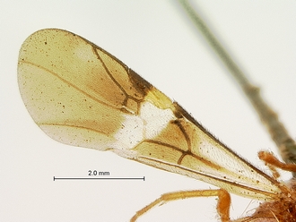 Cremnops_obsolescens_SAM-HYM-P002225_wing