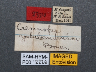 Cremnops_zuluandensis_SAM-HYM-P002226_labels