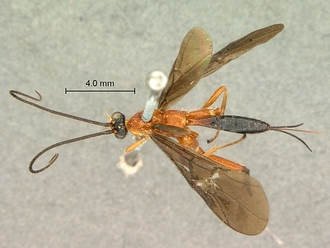 Cremnops_zululandensis_SAM-HYM-P002226_habitus_dorsal