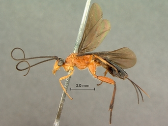images/Cremnops_zululandensis_SAM-HYM-P002226_habitus_lateral_330.jpg