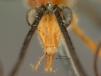 Cremnops_zululandensis_SAM-HYM-P002226_head_anterior