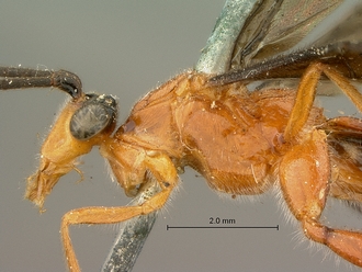 Cremnops_zululandensis_SAM-HYM-P002226_head_mesosoma_lateral