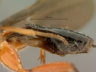 Cremnops_zululandensis_SAM-HYM-P002226_metasoma_lateral