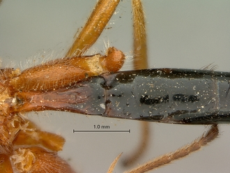 Cremnops_zululandensis_SAM-HYM-P002226_segments_metasoma_dorsal