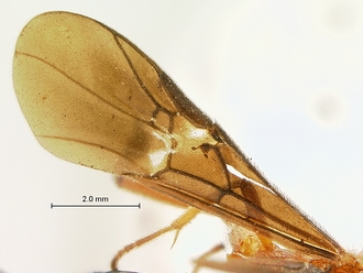 Cremnops_zululandensis_SAM-HYM-P002226_wing