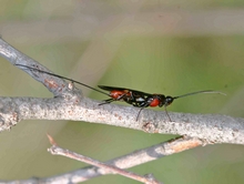 Iphiaulax_species_Roger_Mayes_Gauteng