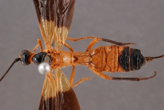 Zaglyptogastra_equitator_HT_body_dorsal_SvN