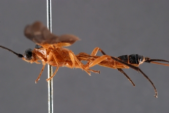 Zaglyptogastra_equitator_HT_body_lateral_SvN