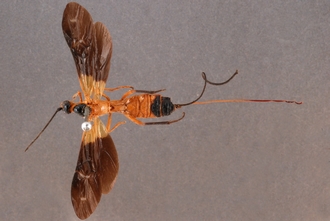 Zaglyptogastra_equitator_HT_habitus_dorsal_SvN