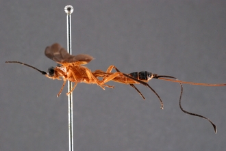 Zaglyptogastra_equitator_HT_habitus_lateral_SvN