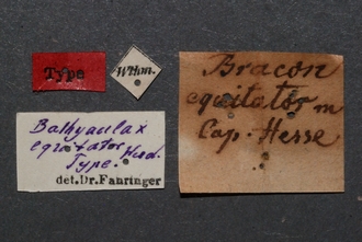 Zaglyptogastra_equitator_HT_labels_SvN
