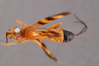 Zaglyptogastra_gonioides_HT_body_dorsal_SvN