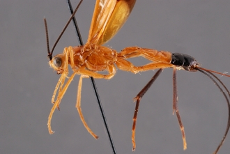 Zaglyptogastra_gonioides_HT_body_lateral_SvN