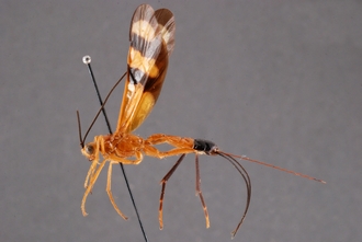 Zaglyptogastra_gonioides_HT_habitus_lateral_SvN