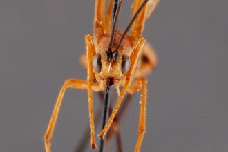 Zaglyptogastra_gonioides_HT_head_SvN