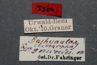 Zaglyptogastra_gonioides_HT_labels_SvN