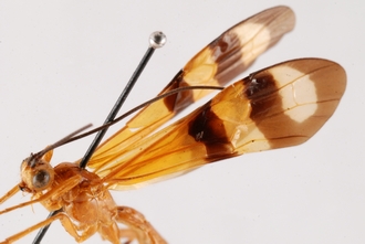 Zaglyptogastra_gonioides_HT_wings_SvN
