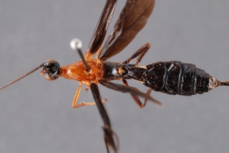 Zaglyptogastra_levisulcata_HT_body_dorsal_SvN