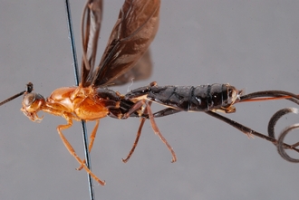 Zaglyptogastra_levisulcata_HT_body_lateral_SvN