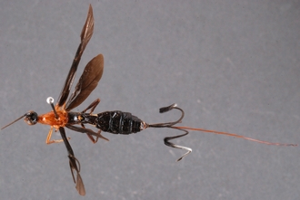 Zaglyptogastra_levisulcata_HT_habitus_dorsal_SvN
